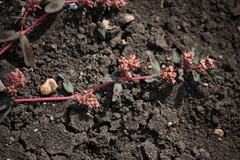 Euphorbia corrigioloides